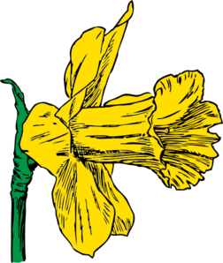 Daffodil Bloom Clip Art